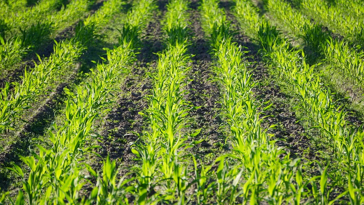Landwirtschaft