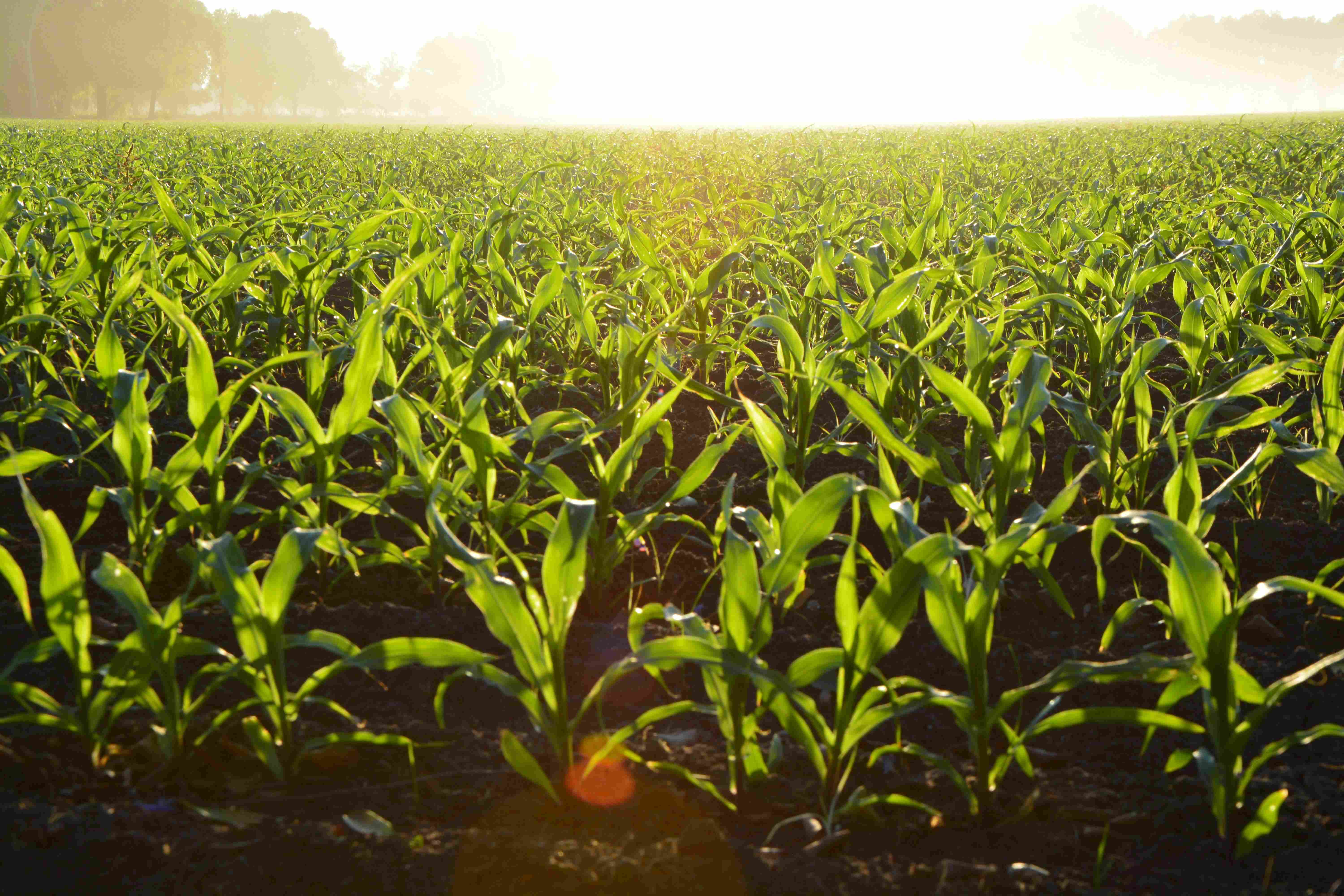 Landwirtschaft