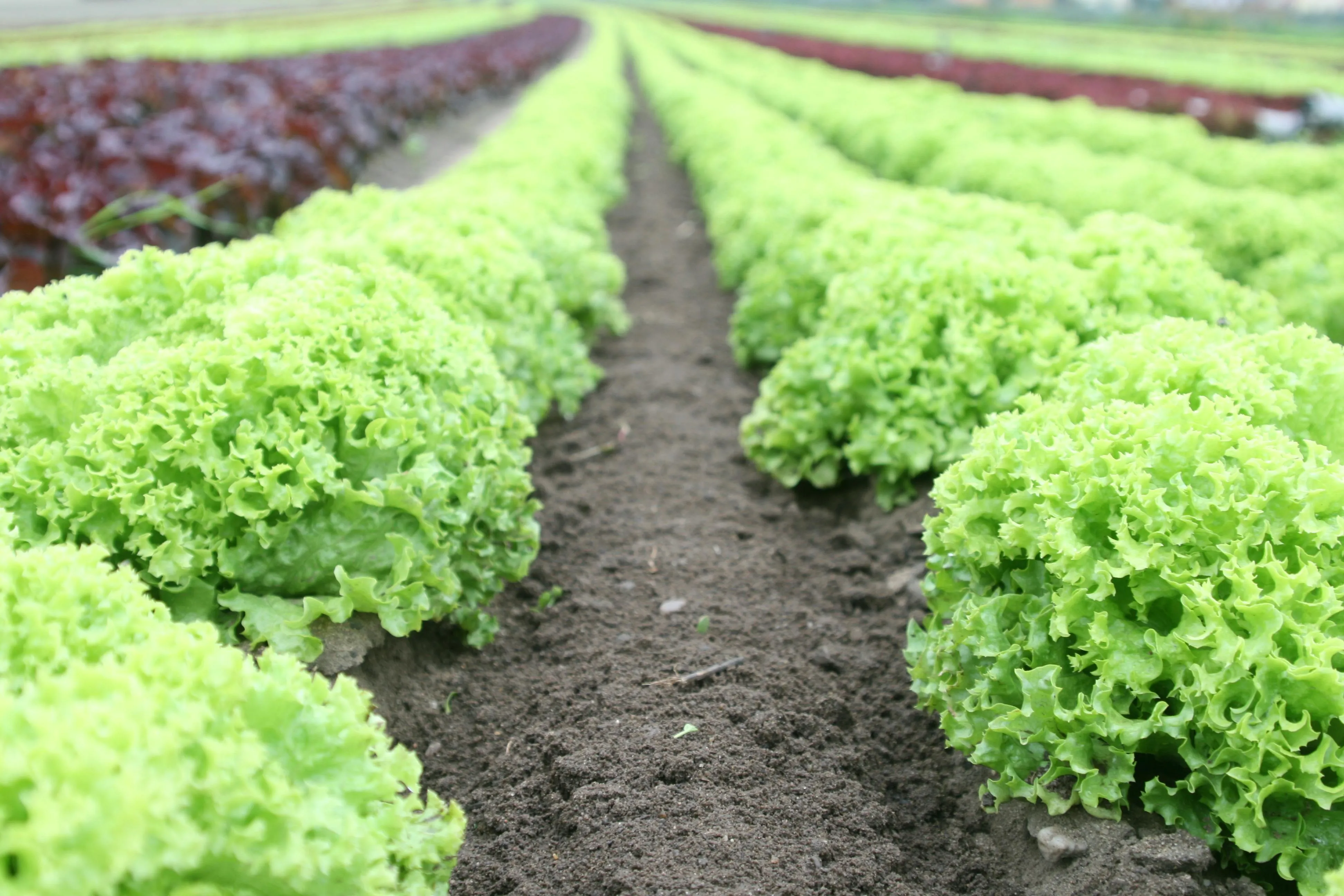 Landwirtschaft
