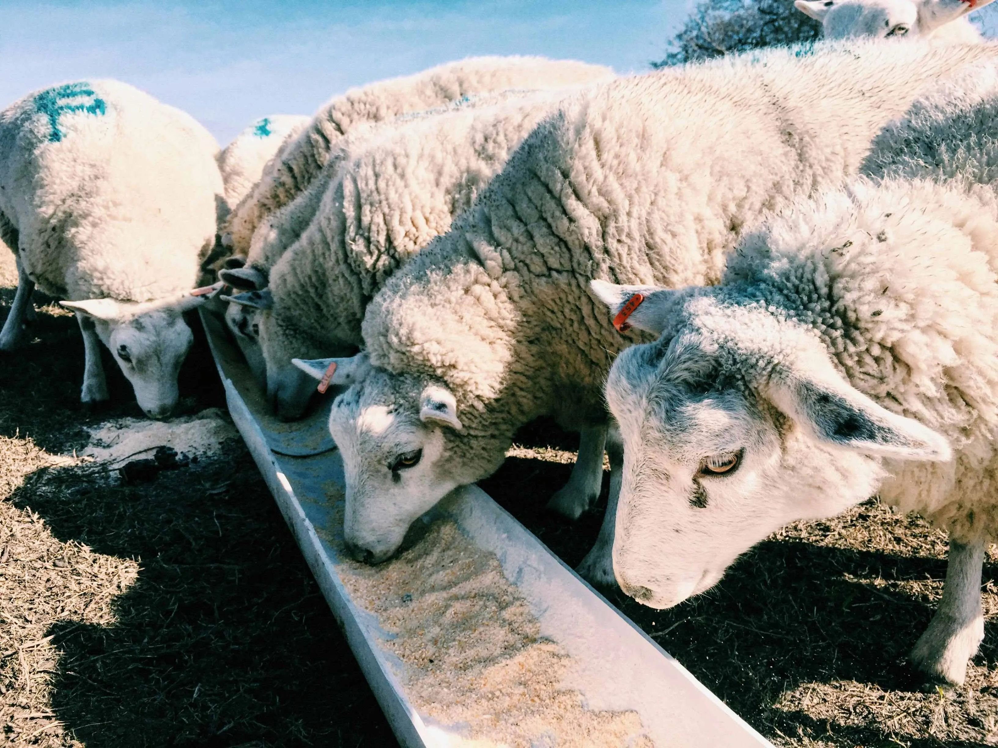 Landwirtschaft
